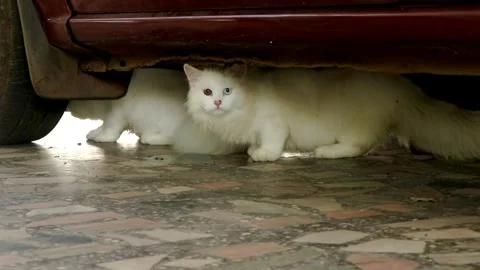 Two cats sitting and exploring together under a parked car. Stock Footage 252413618