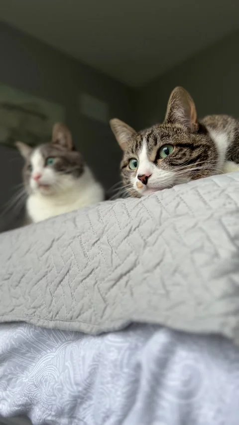 Two Cats sitting on a bed watching birds Stock Footage 300179990