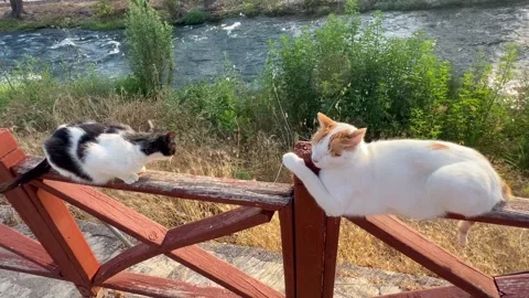 Two cats sitting on a bench Stock Footage 337108204
