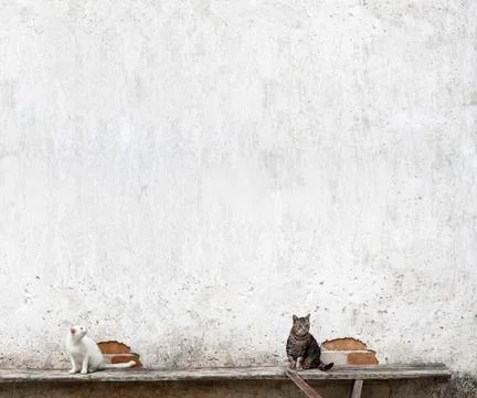 Two cats sitting on the bench Stock Photos