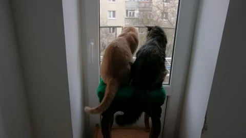 Two cats sitting on a chair looking out a window Stock Footage 314979272