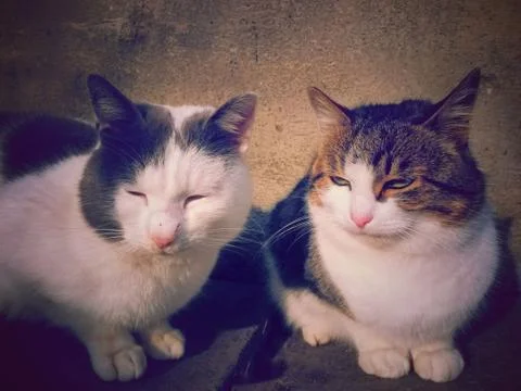 Two cats sitting in comfortable place at the court Stock Photos