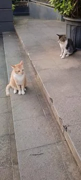 Two cats sitting far from each other in the afternoon Stock Photos