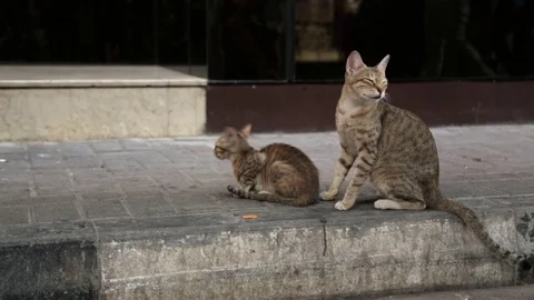 Two cats sitting on the pavement Stock Footage 72981760
