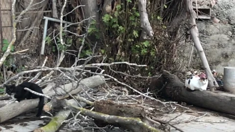 Two Cats Sitting on Tree Trunks at the Ground. Slow Motion Shot Stock Footage 103096392