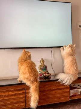 Two cats sitting on a TV unit and watching TV Stock Photos