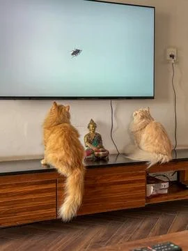 Two cats sitting on a TV unit and watching TV Stock Photos