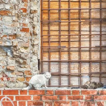 Two cats sitting on the wall Stock Photos
