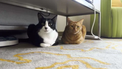 Two cats sitting while staring at the camera Stock Footage 245413879