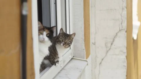 Two cats sitting on the window of an apartment house looking at the camera Stock Photos
