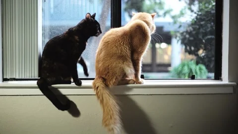 Two Cats Sitting on a Window Ledge Sweetly Rubbing On Each Other Stock Footage 196854212