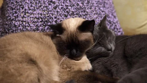 Two cats sleep cute leaned against to each other on the couch 動画素材 143030951