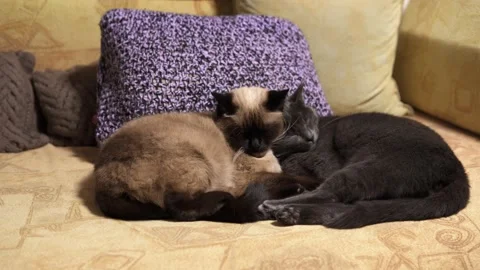 Two cats sleep leaned against to each other on the couch 動画素材 143030922