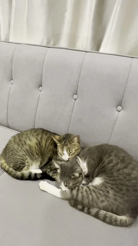 Two Cats Sleep.Cats Video Stock Footage 296176236
