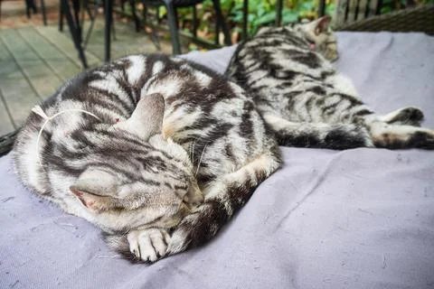Two cats sleeping on the couch. Relaxing concept. Stock Photos