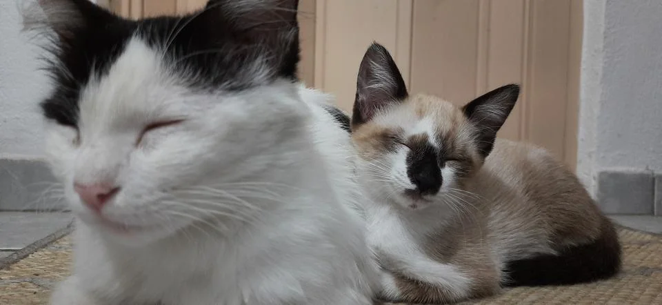 Two cats sleeping on the ground. Stock Photos