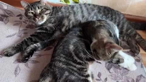 Two Cats Sleeping on the mat Stock Footage 326003927