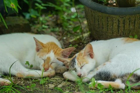 Two cats sleeping Stock Photos