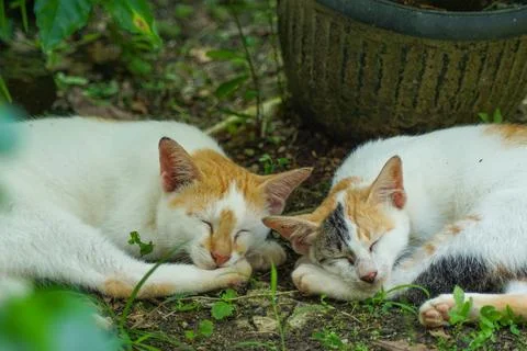 Two cats sleeping Stock Photos