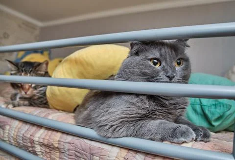 Two cats sleeping, resting on bed on second floor. A couple of pets in room.  Stock Photos