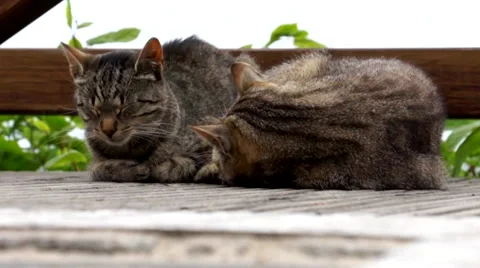 Two cats sleeping together Stock Footage 46233098