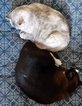 Two cats sleeping together Stock Photos