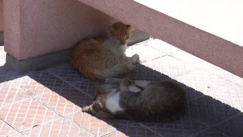 Two cats sleeping under the shade of a park bench Stock Footage 148789287