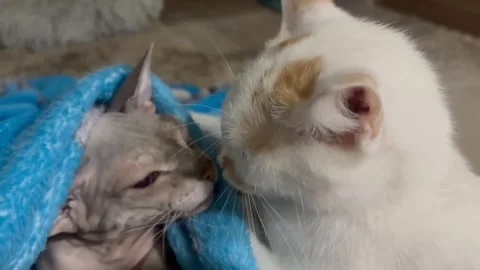 Two cats sniff each other. One of the cats is a Sphynx, wrapped in a blanket Stock Footage 328010438