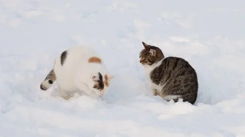 Two cats in the snow in winter Stock Footage 71797012