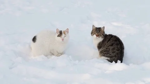 Two cats in the snow in winter Stock Footage 71797732