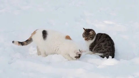 Two cats in the snow in winter Stock Footage 71798475