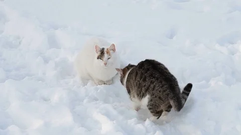 Two cats in the snow in winter Stock Footage 71798606