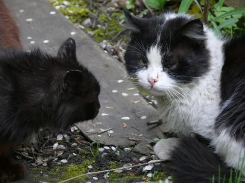 Two cats sort things out Stock Photos