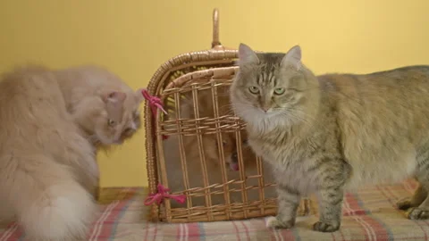 Two cats standing surrounded by a straw carrier with a new Pomeranian Spitz in Stock Footage 251563850