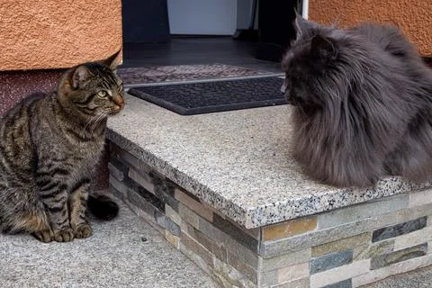 Two Cats in a Standoff on Granite Steps Stock Photos