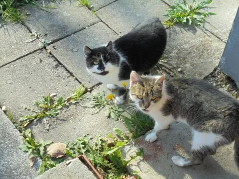 Two cats staring to the camera,from top view,on a pavement during sunny day Stock Photos