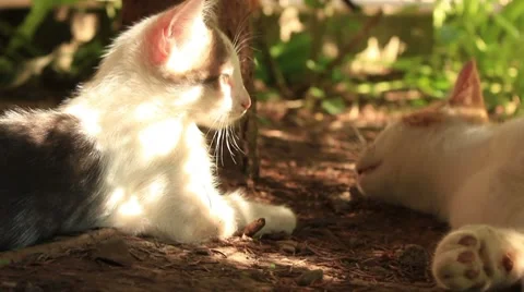 Two cats in a staring contest Video stock 7737488