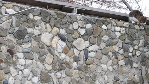 Two cats on a stone wall Stock Footage 91395987