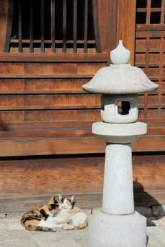 Two cats in the sun at a temple Stock Photos