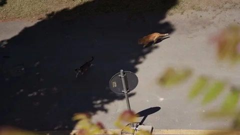 Two cats, tabby and red color, walk on asphalt sidewalk streets in Pienza Vídeo Stock 123875870