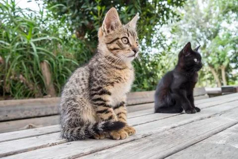 Two cats on a table staring at something Stock Photos