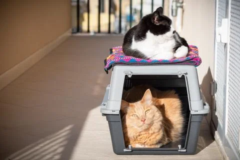 Two cats taking sun, one inside on a cat carrier and one above. Stock Photos