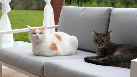 Two cats on terrace sofa with tense expressions Stock Footage 315230218