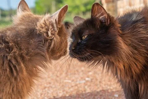 Two cats touching noses in a friendly greeting Stock Photos