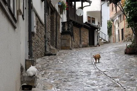 Two cats in town Stock Photos