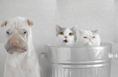 Two cats in trash can next to a shar-pei dog Stock Photos