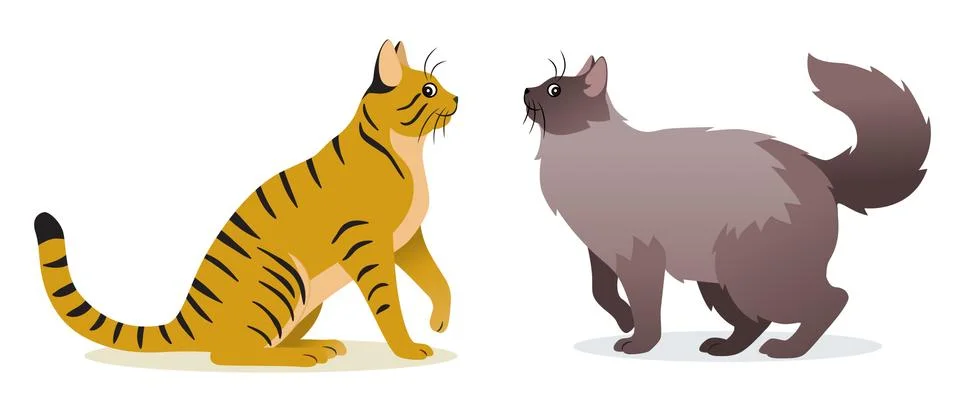 Two cats vector - Smooth coated ginger cat with long tail and Long-haired cat 스톡 일러스트