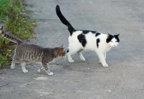 Two cats walking Stock Photos