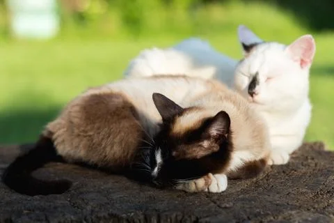 Two cats walking in the yard Stock Photos