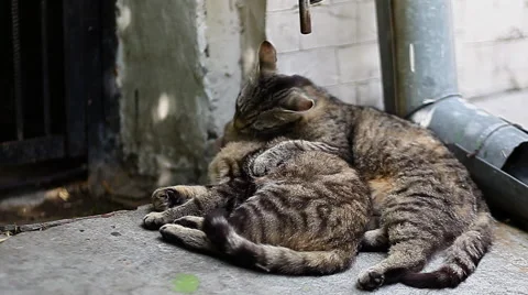 Two cats wash each other Stock Footage 67813367
